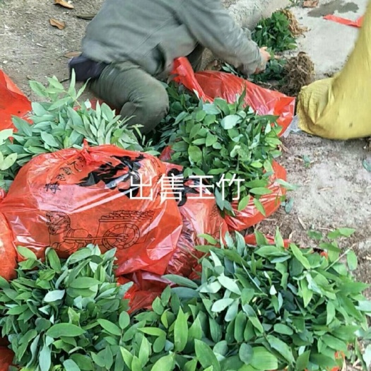绩溪县西玉竹  玉竹苗，纯深山采挖，根系发达，价值高，易存活