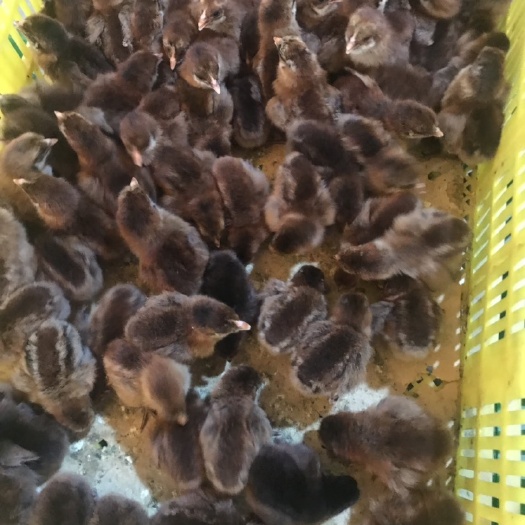 南宁 血毛土鸡苗(包打疫苗包运途损失）