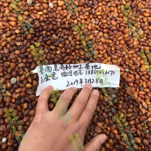 滕州市皂角种子  皂角籽 长期供应大皂角籽，中皂角籽，需要的朋友联系！
