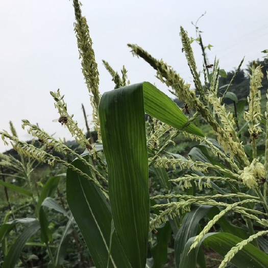 广州中蜂