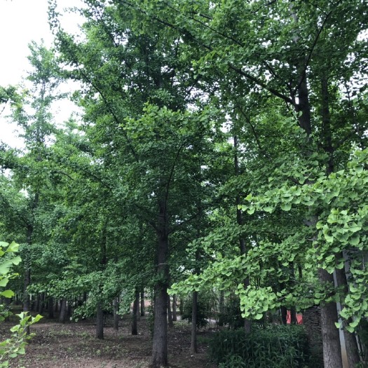 邳州市银杏实生苗 绿化苗木种植基地