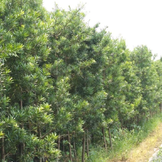 阳朔县 供应一批罗汉松2至8公分