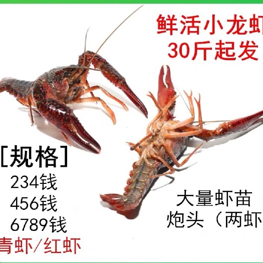 潜江市 湖北潜江小龙虾一手货源零售批发都可，长期合作量大从优