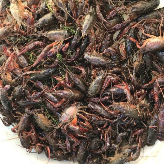 广德市清水小龙虾 7-9钱 稻田虾 
