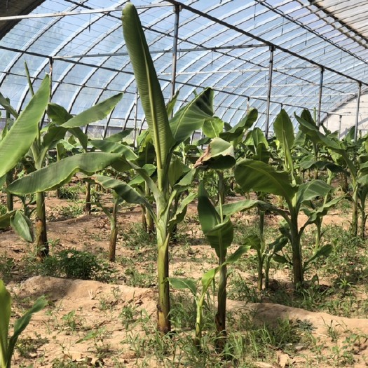 廊坊 低价出售大量香蕉苗