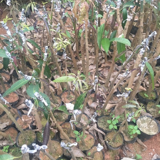 灵山县金煌芒果苗 嫁接苗