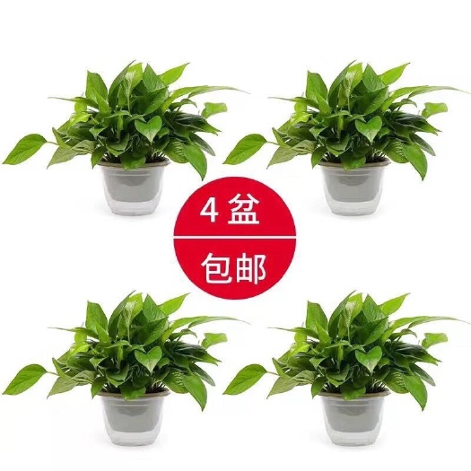 广州绿萝 懒人盆吸水绿箩甲醛克星