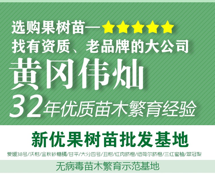  圆黄梨苗 果大多汁脆甜可口 湖北梨苗基地直发 现场看苗