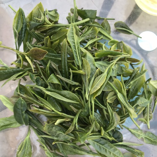 青岛 新鲜绿茶