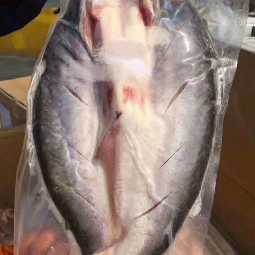 深圳冷冻巴沙鱼