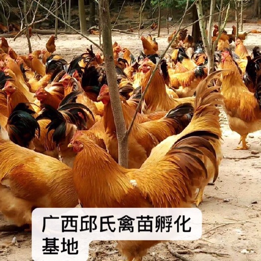 南宁阉鸡苗 土鸡 脱温阉鸡