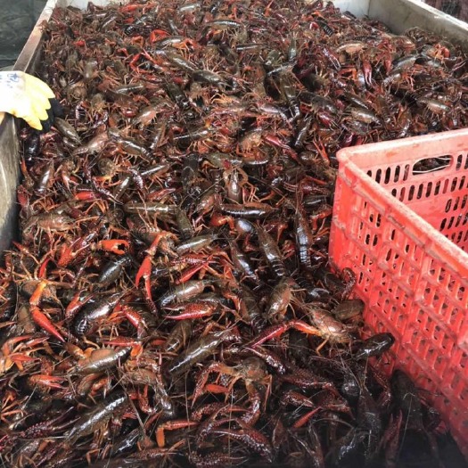 兴化市 预定有优惠！本地小龙虾，肉质饱满！