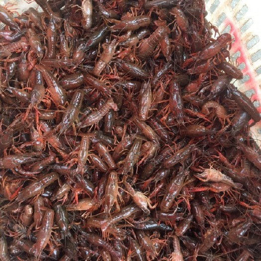 娄底湖南南县小龙虾 湖南益阳万亩龙虾养殖基地