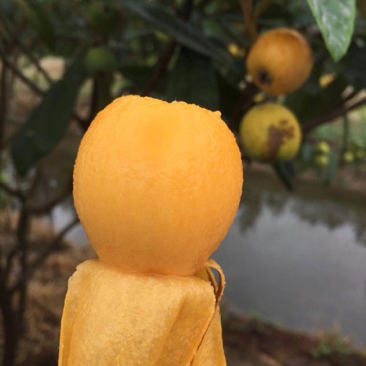 南通 红沙枇杷