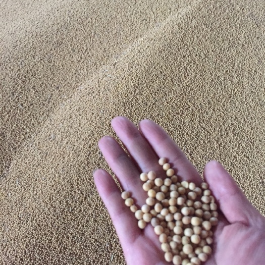 萝北县小粒黄豆 生大豆 1等品