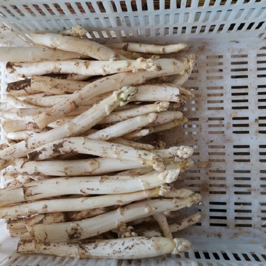 曹縣白蘆筍 混裝通貨