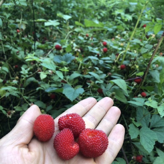 红树莓苗  临湘特产树莓苗，覆盆子苗，泡泡苗