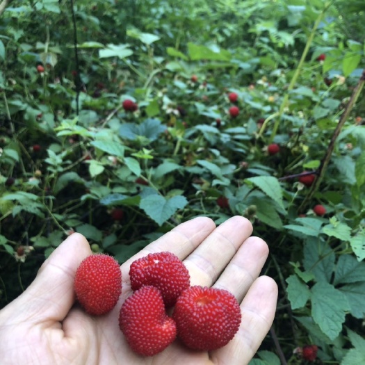 临湘市红树莓苗  临湘特产树莓苗，覆盆子苗，泡泡苗