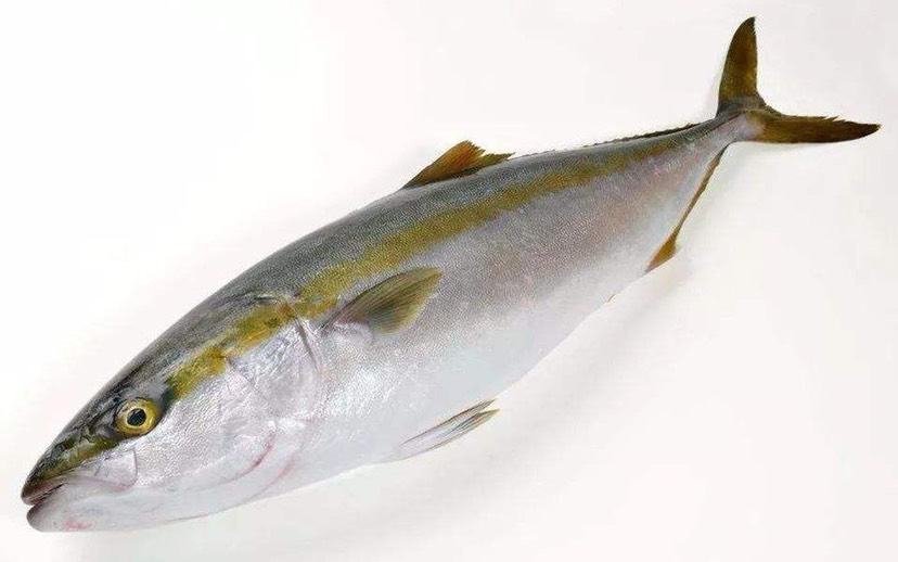 沙甘鱼 鲜活青甘鱼。日料新贵