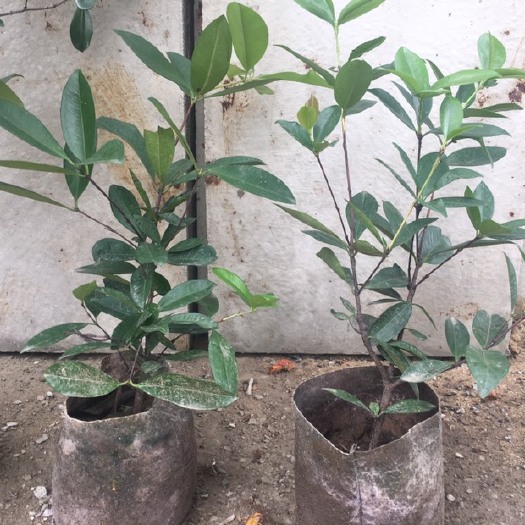 钦州巴西樱桃苗 巴西樱桃，南北方可种植。