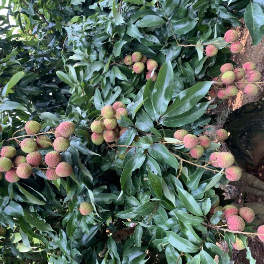 阳西县妃子笑荔枝  荔枝