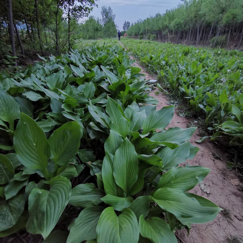 东北辽宁供应大花萱草鸢尾紫花金边花叶玉簪价格合理