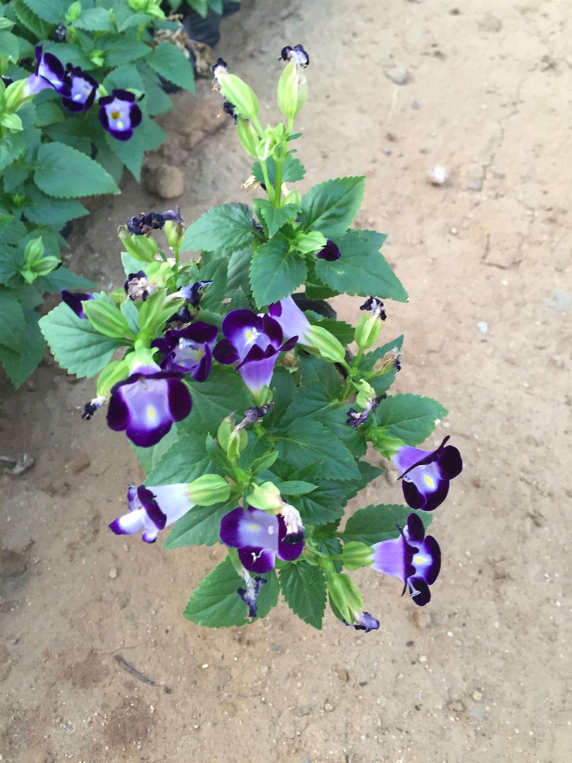  夏堇 时令草花