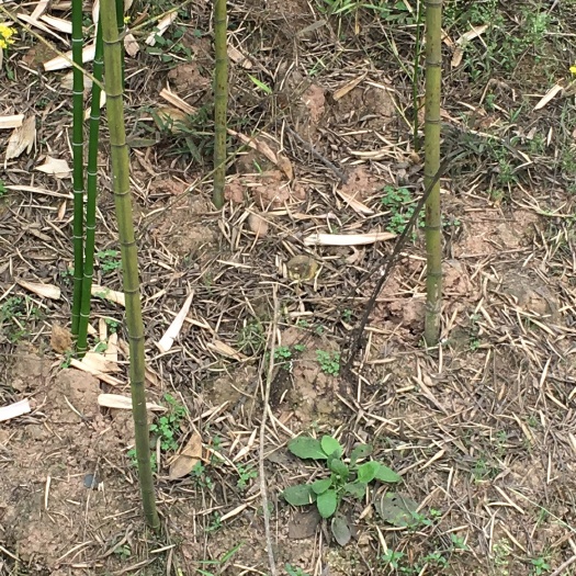 洪雅县雷竹