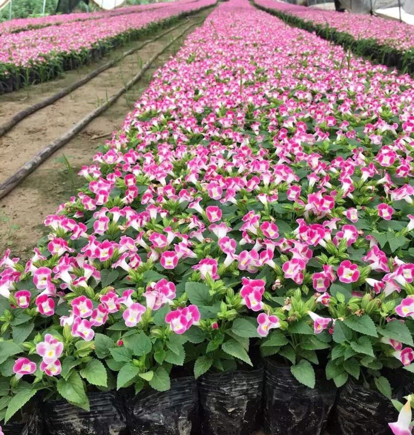  夏堇 时令草花