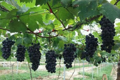夏黑葡萄 1-1.5斤 5%以下 1次果