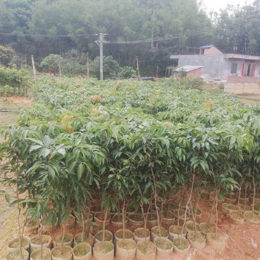 钦州桂味荔枝苗  荔枝，营养杯桂味荔枝。