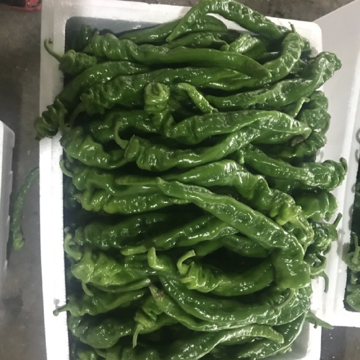 三原县螺丝椒 10~15cm 靑色 中辣
