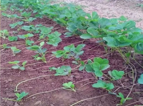 信阳红颜草莓苗 供应优质红颜 甜查理生产苗 成活率高