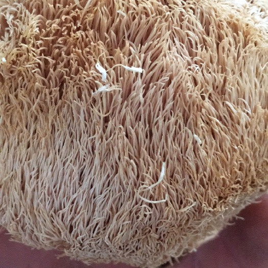 屏南县猴头菇，干货农家直发，品质保证，箱装