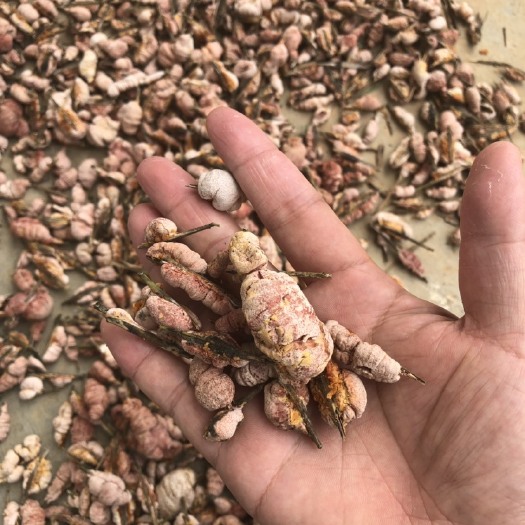 新昌县竹黄