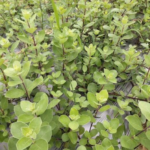 樟树市蔓荆子苗