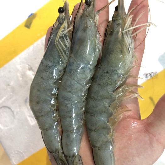 南宁 沙特活冻大对虾
