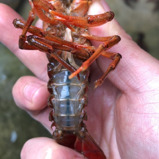 大理市红壳小龙虾 234钱小虾