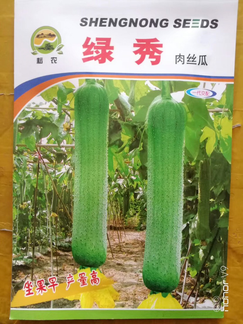 夏邑县 绿锈肉丝瓜种子 坐果早 产量高 极早熟