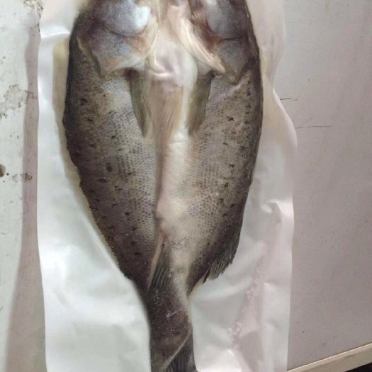 深圳冷冻梭鲈鱼