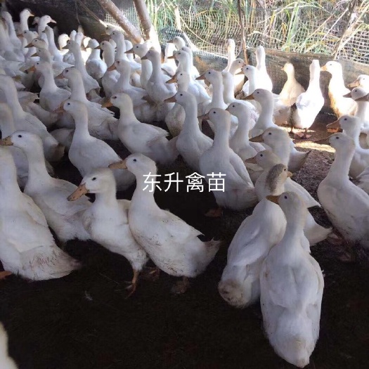 南宁樱桃谷肉鸭苗 樱桃谷白鸭，桂柳白鸭