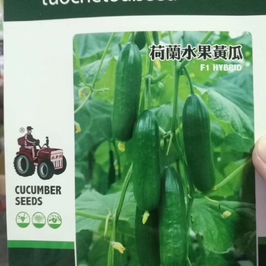夏邑县 【精】荷兰水果黄瓜种子 黄瓜种子