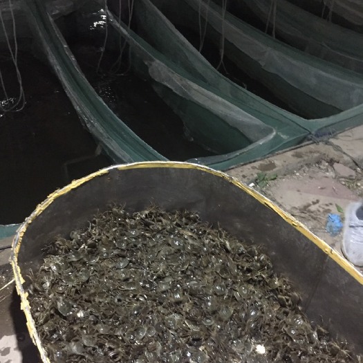 铜仁 优质湖蟹苗河蟹苗大闸蟹苗批发包成活率 包运输 长势快