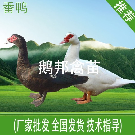 南宁西洋鸭苗 西洋鸭  优质种苗  品质保证