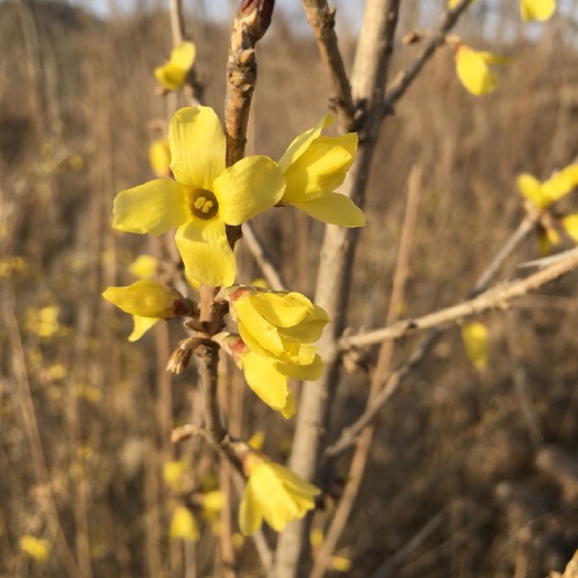 开原市探春花  东北连翘迎春花 金钟花寸寸金干枝 年宵花价格合理