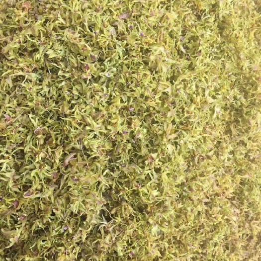 双江县 布朗山种植，铁皮石斛