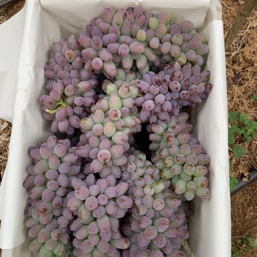 弥勒市 各种品种葡萄已经成熟，有需要的老板联系