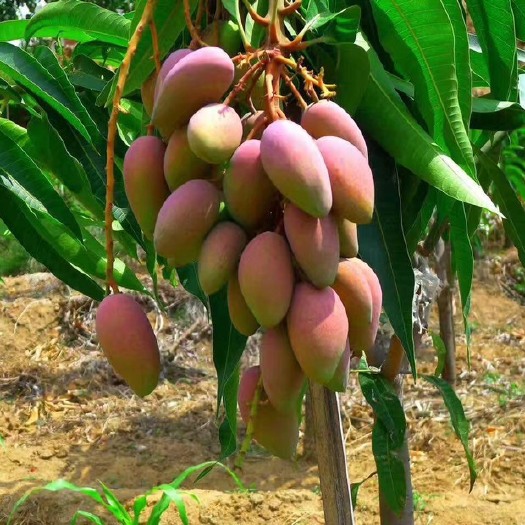 灵山县 红贵妃芒果苗  正品嫁接苗