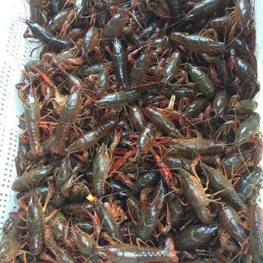 潜江市 小龙虾养殖，一手货源批发