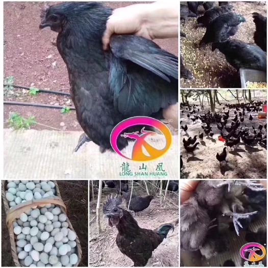 昆明五黑一绿鸡苗
